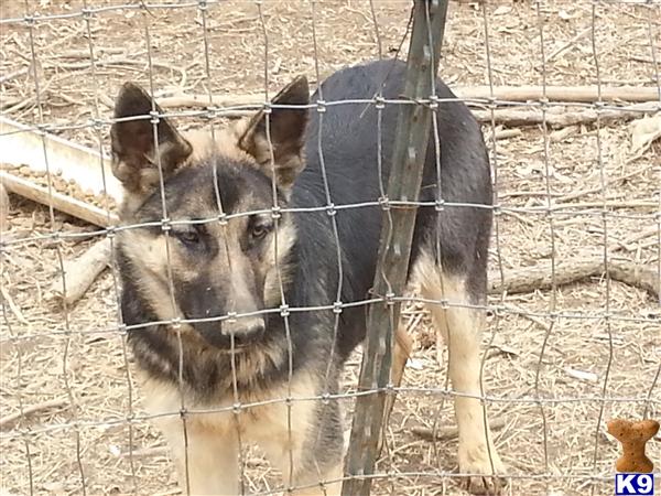 German Shepherd dog